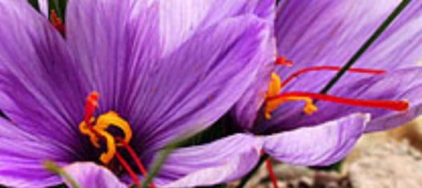 purple crocus flower with orange stigmas