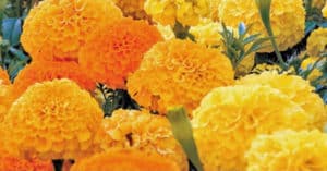 orange and yellow marigolds