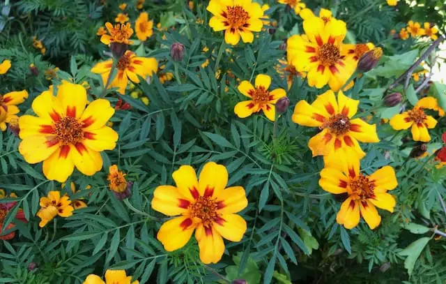 photo of garden Aztec marigolds which are bright yellow with orane centers