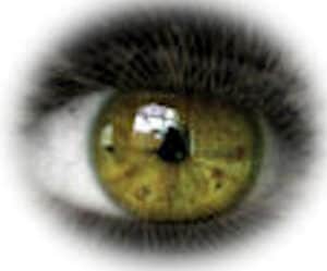 Insight into low vision green-eyes image